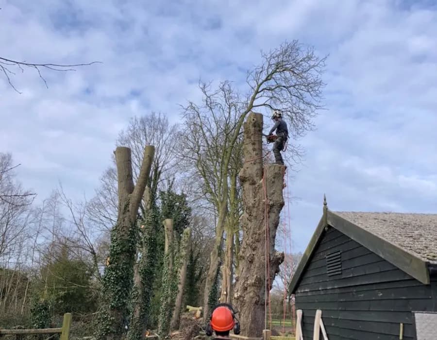 Tree pruning in progress by WK Arboriculture