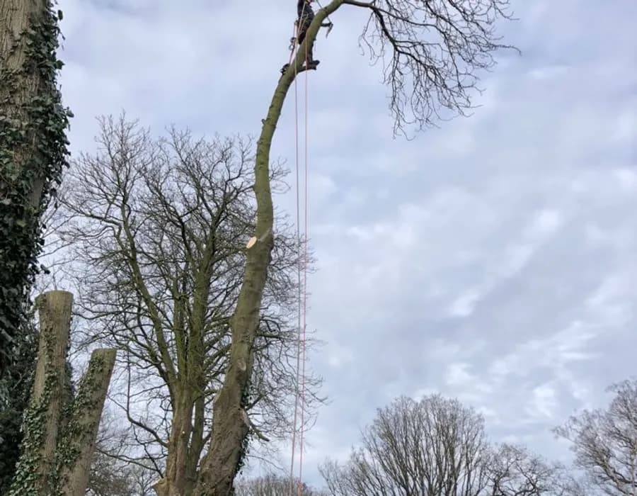 WK Arboriculture arborist pruning a tall tree in Wirral